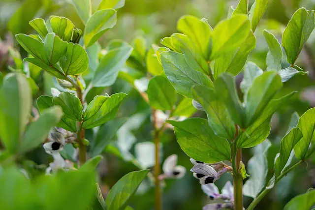 LIMA BEAN PLANTS