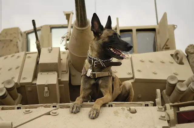 MALINOIS ON TANK