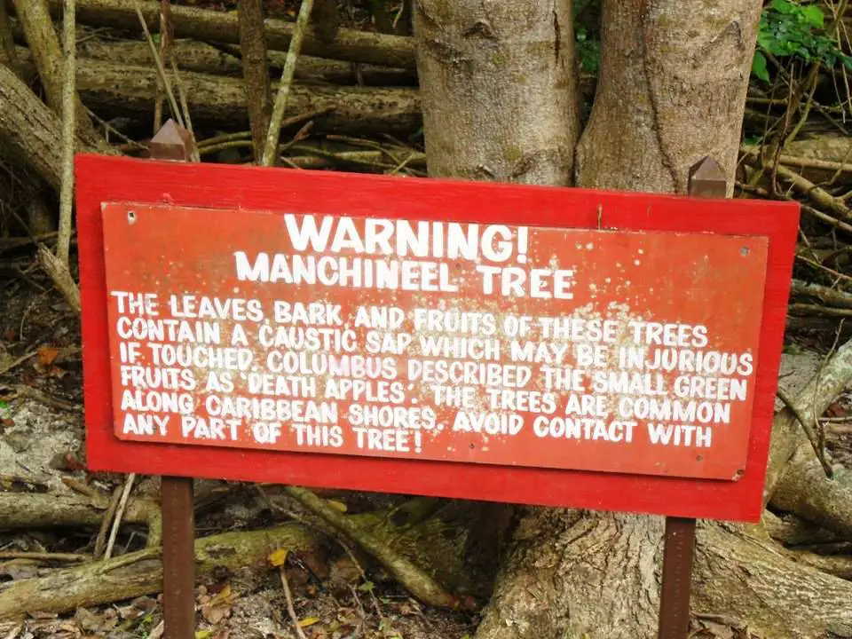 MACHINEEL TREE WARNING SIGN