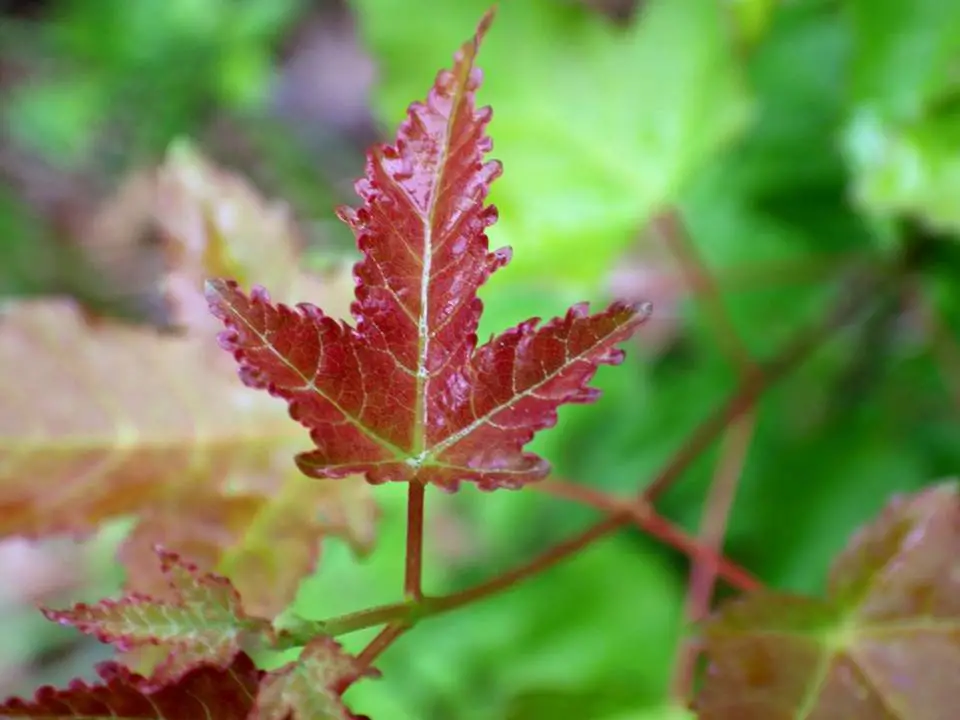 MAPLE LEAF