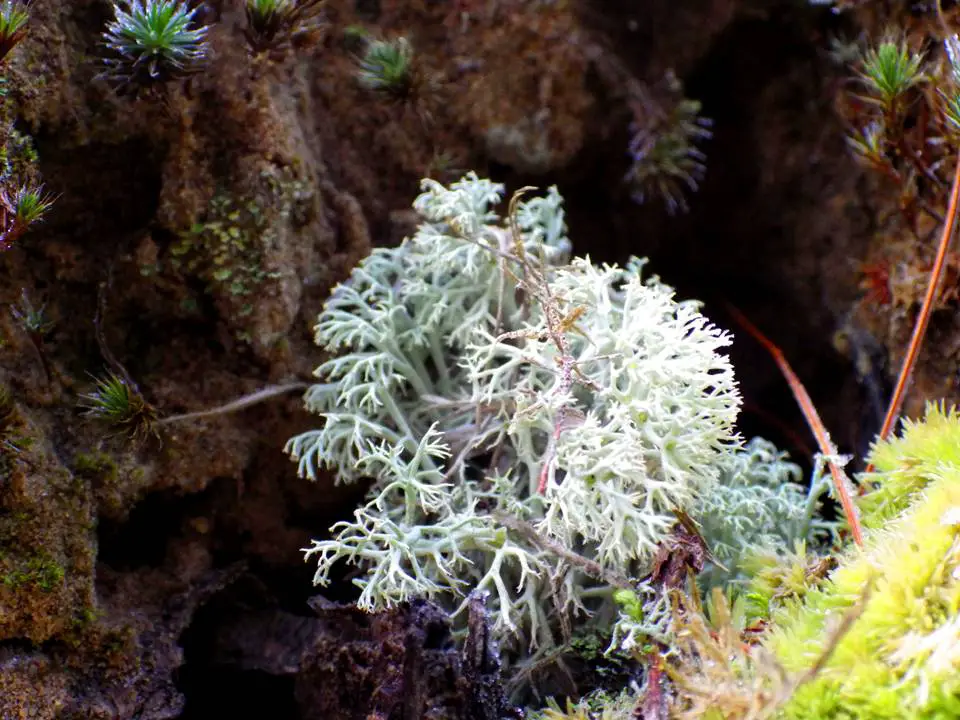 MOSS ON TREE