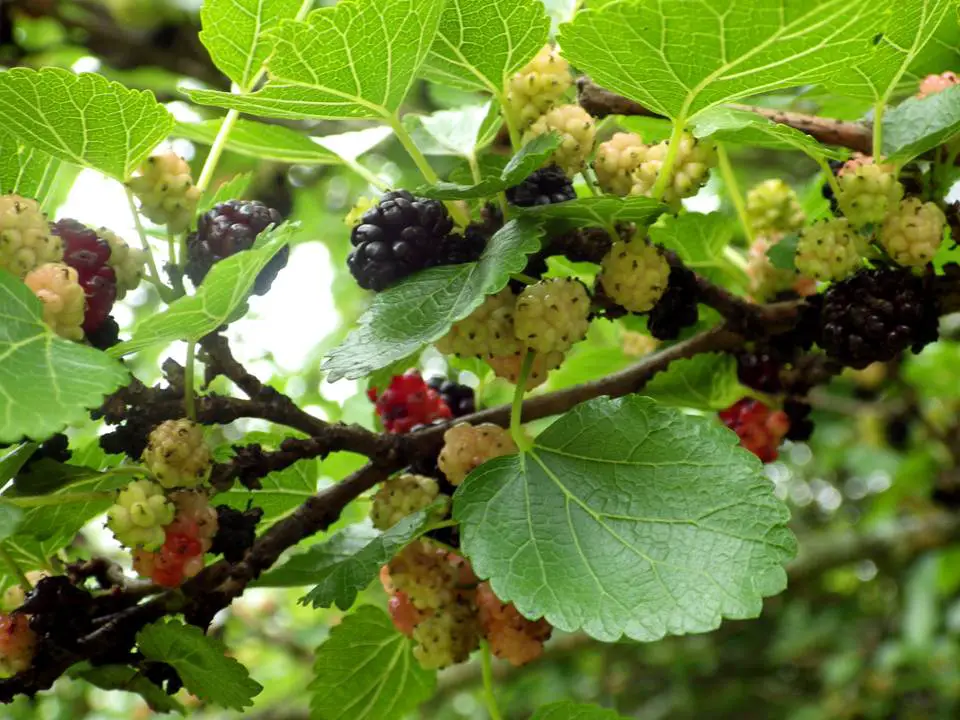 MULBERRY TREE