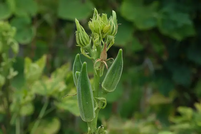 OKRA