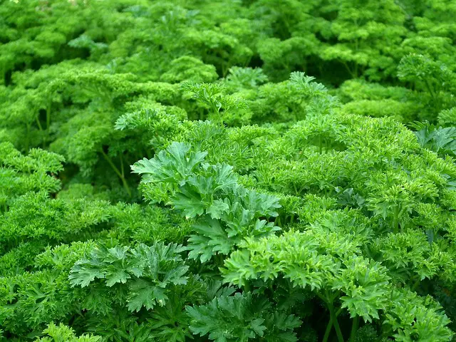 PARSLEY