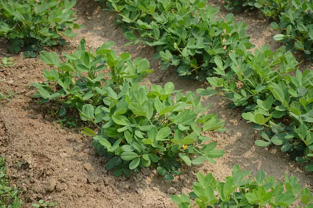 PEANUTS IN THE GARDEN