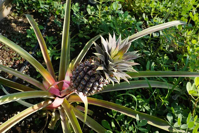 PINEAPPLE PLANT