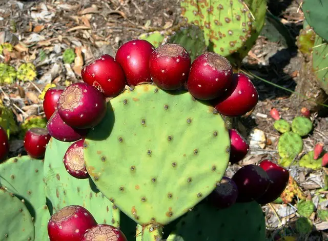 PRICKLY PEAR CACTUS