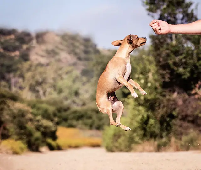 PUPPY JUMPING