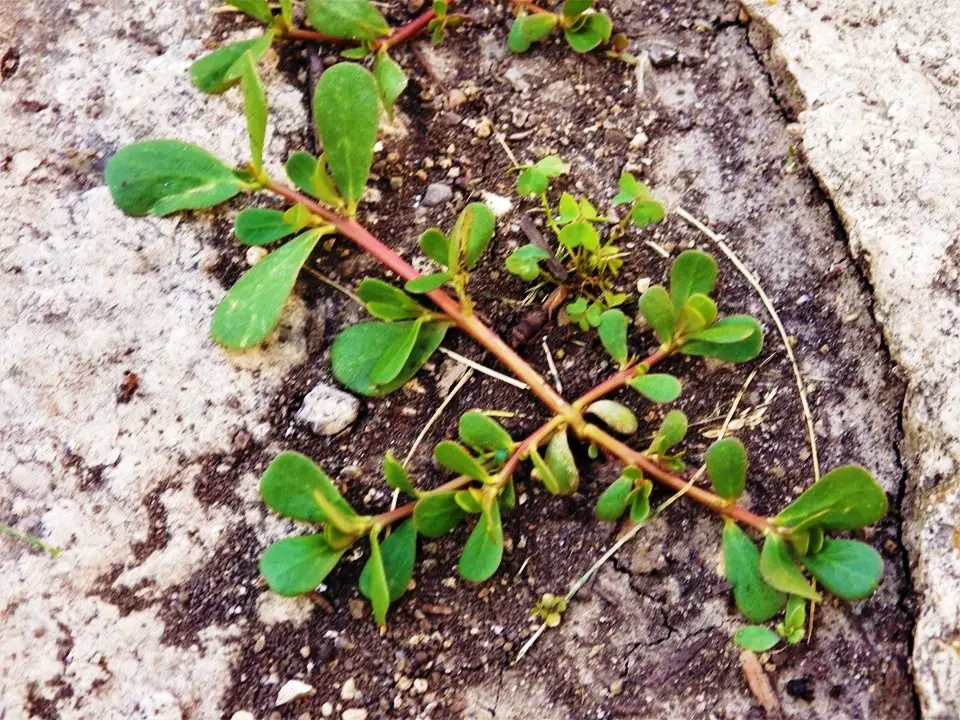 PURSLANE