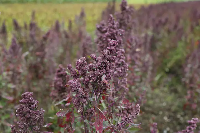 QUIONOA IN THE GARDEN