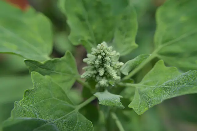 QUINOA