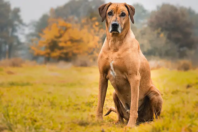 RHODESIAN RIDGEBACK