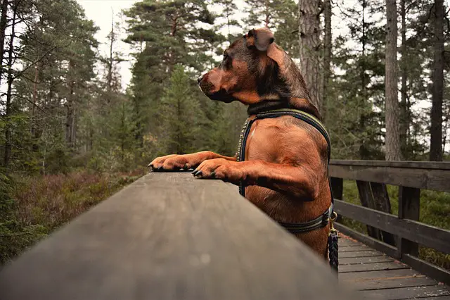 ROTTWEILER STANDING