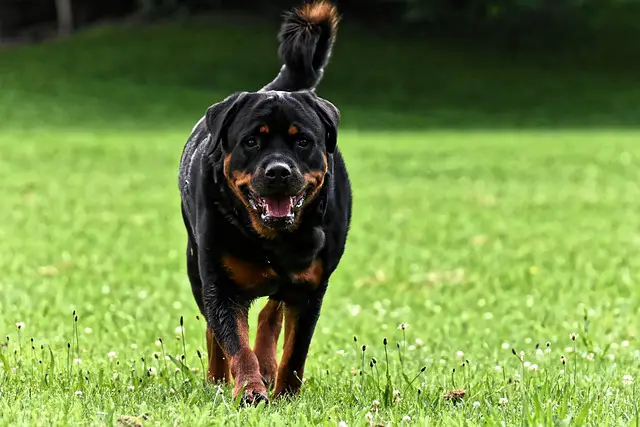 ROTTWEILER