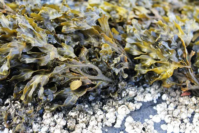 SEAWEED