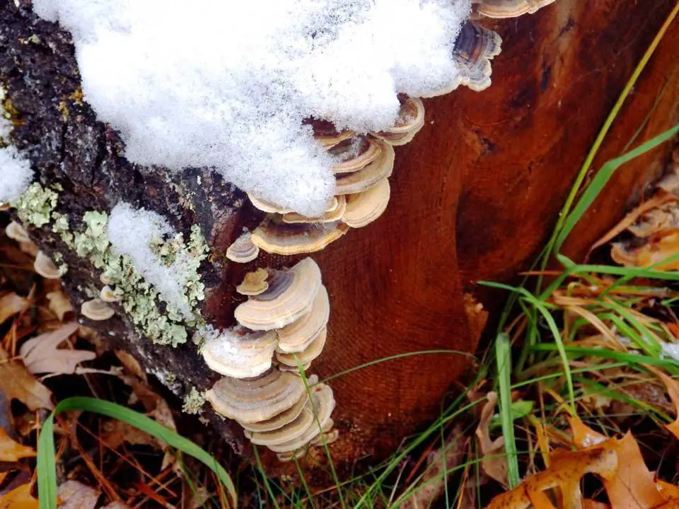 SHELF MUSHOROOMS UNDER THE SNOW