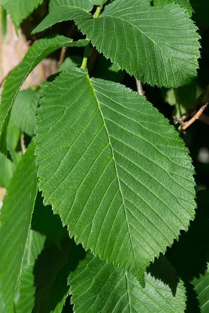 SLIPPERY ELM LEAVES