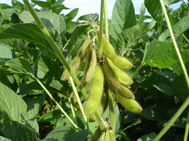 SOYBEANS ON THE VINE
