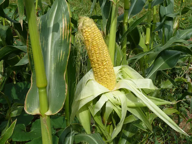 SWEET CORN ON THE STALK