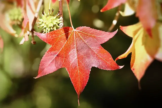 SWEETGUM TREE