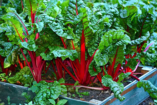 SWISS CHARD