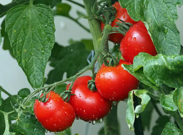 TOMATOES