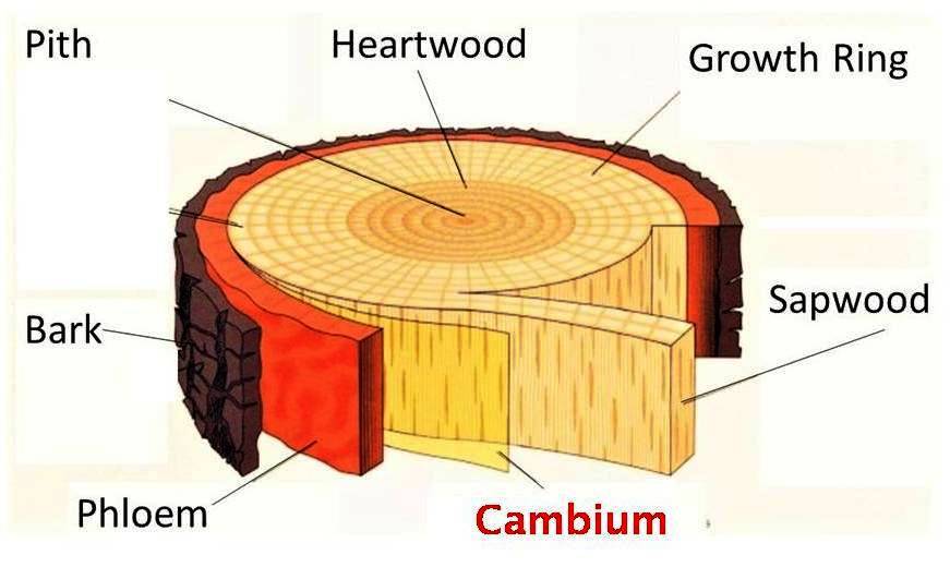 TREE CROSS SECTION