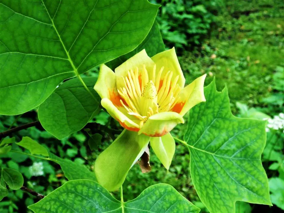 TULIP TREE