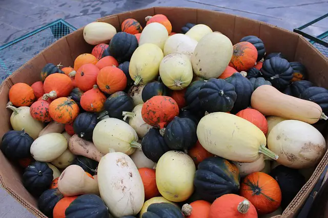 VARIOUS WINTER SQUASH