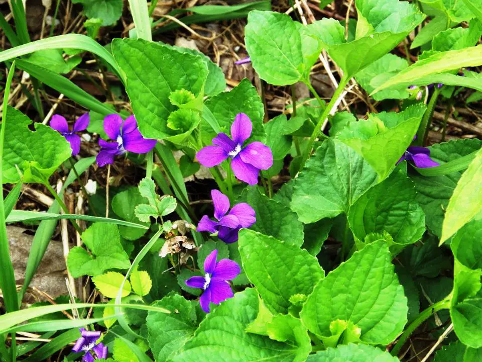 VIOLETS