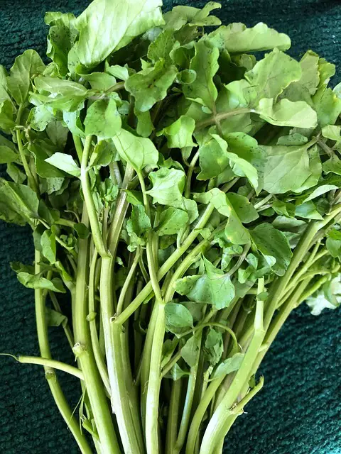 WATERCRESS