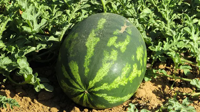 WATER MELON ON THE VINE