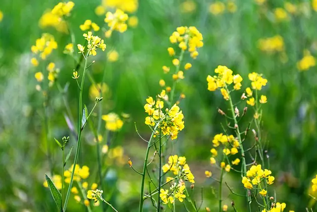 WHITE MUSTARD