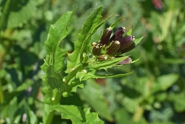 WILD LETTUCE