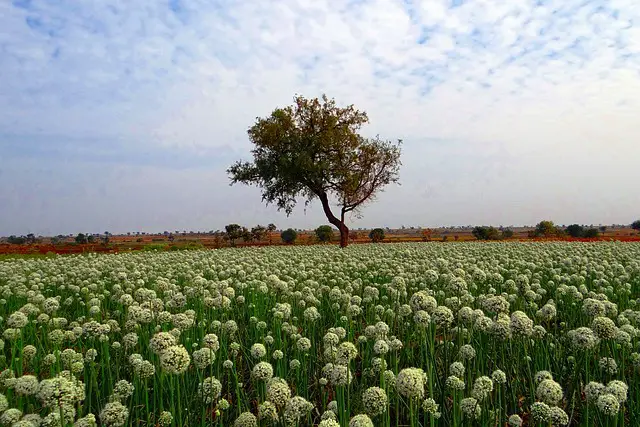 WILD ONIONS