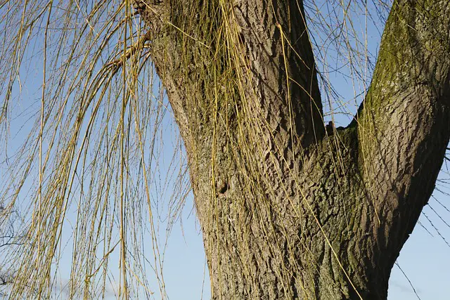 WILLOW BARK