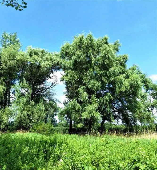 WILLOW TREES