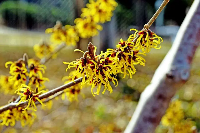 WITCH HAZEL TREE