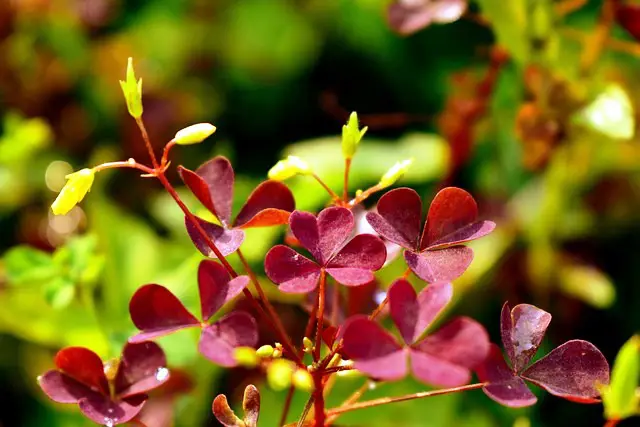 WOOD SORREL