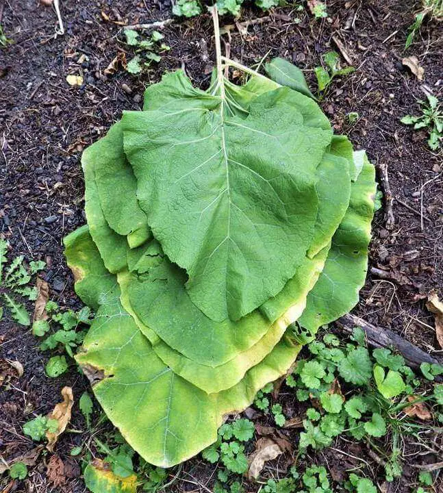 Burdock Leaves