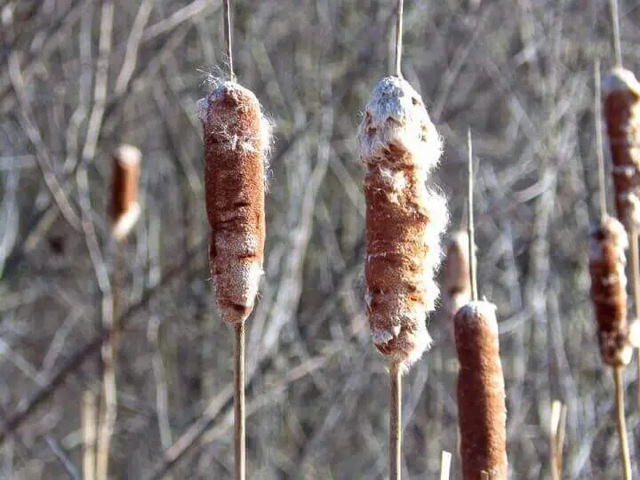 Cattails in Nature