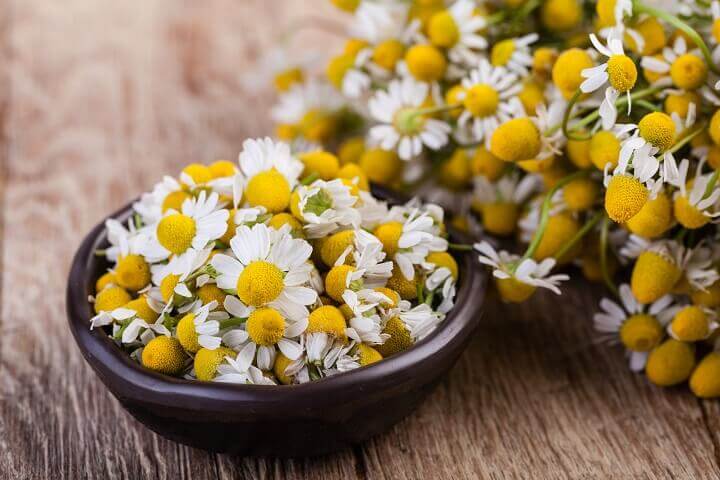 Chamomile Flowers in a Bowl