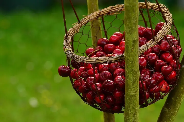 Cherries in a Basket