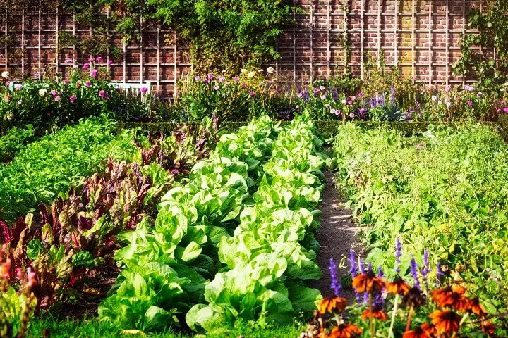 Colorful Vegetable Garden