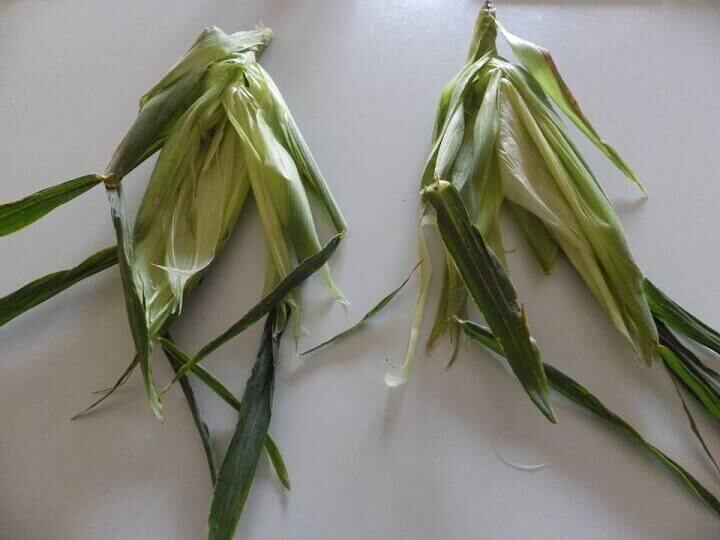 Corn Husks