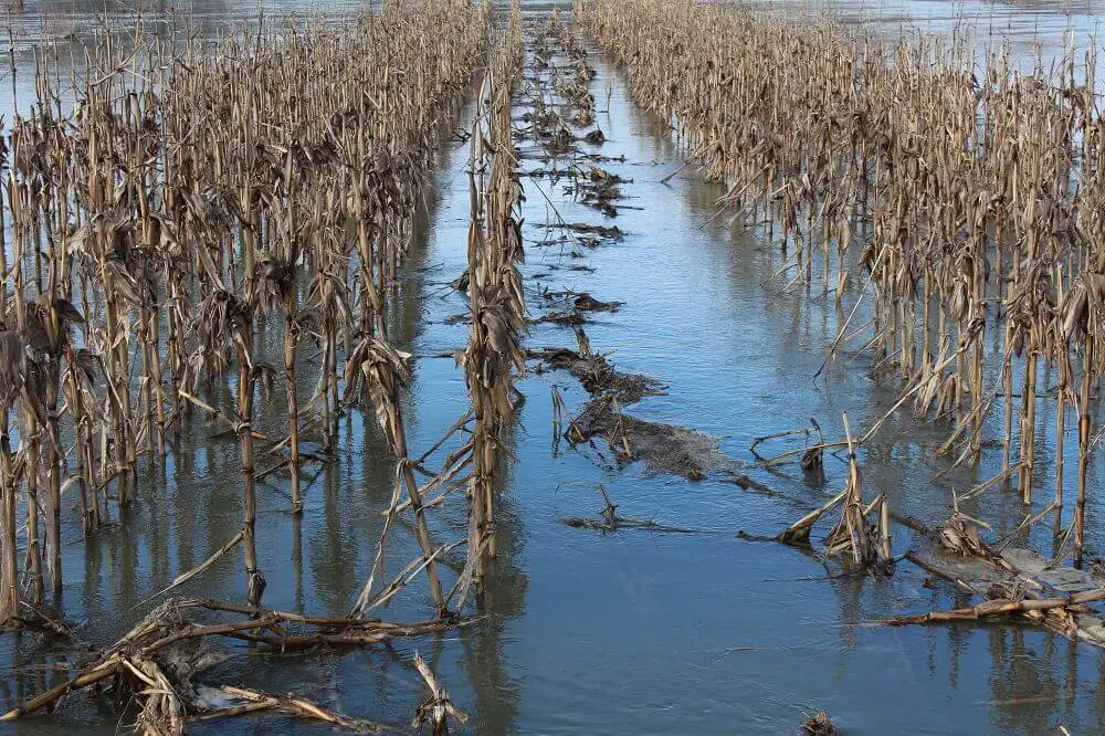 Cornfield Ruined By Floods