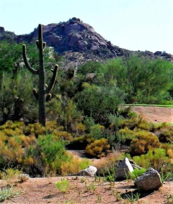 Desert Cactus and Bushes