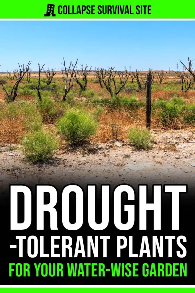 Drought-Tolerant Plants for Your Water-Wise Garden