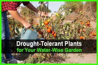 Drought-Tolerant Plants for Your Water-Wise Garden