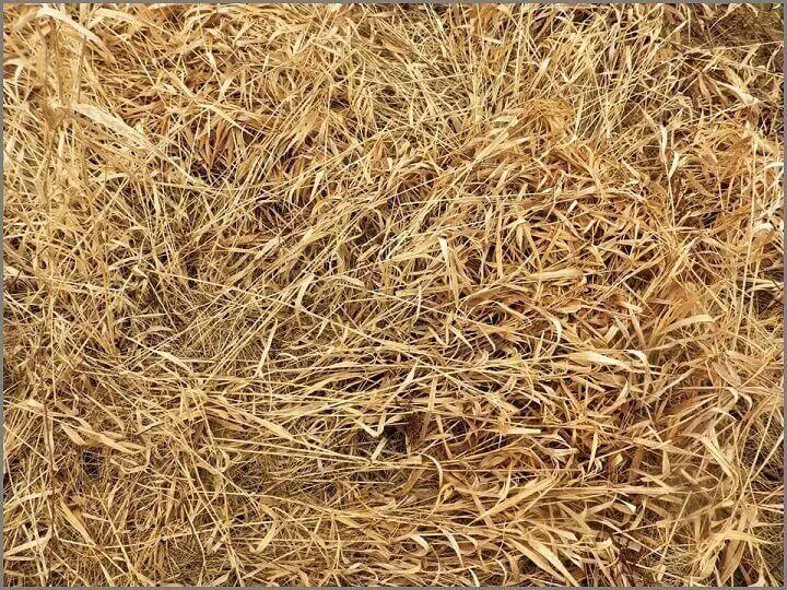 Dry Grasses